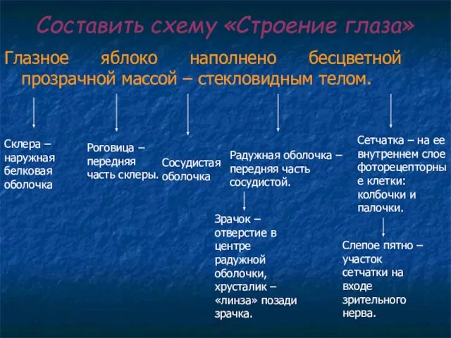 Составить схему «Строение глаза» Глазное яблоко наполнено бесцветной прозрачной массой – стекловидным