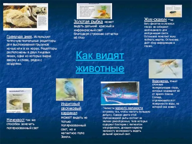 Как видят животные Золотая рыбка может видеть дальний красный и инфракрасный свет