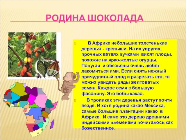 РОДИНА ШОКОЛАДА В Африке небольшие толстенькие деревья - крепыши. На их упругих,