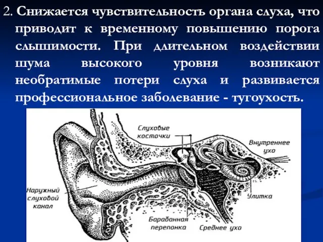 2. Снижается чувствительность органа слуха, что приводит к временному повышению порога слышимости.