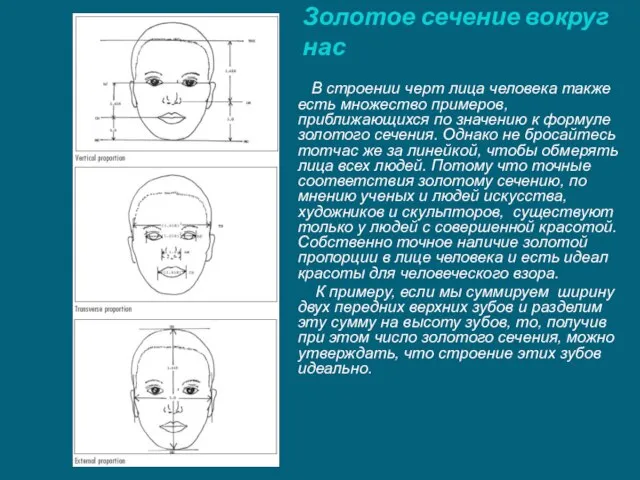 Золотое сечение вокруг нас В строении черт лица человека также есть множество