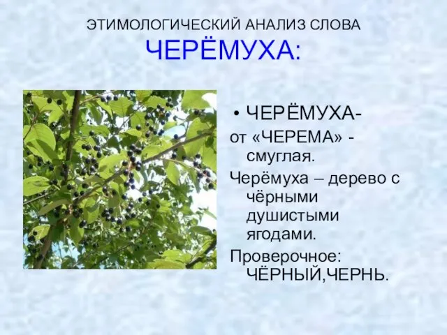 ЭТИМОЛОГИЧЕСКИЙ АНАЛИЗ СЛОВА ЧЕРЁМУХА: ЧЕРЁМУХА- от «ЧЕРЕМА» - смуглая. Черёмуха – дерево