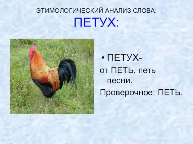 ЭТИМОЛОГИЧЕСКИЙ АНАЛИЗ СЛОВА: ПЕТУХ: ПЕТУХ- от ПЕТЬ, петь песни. Проверочное: ПЕТЬ.