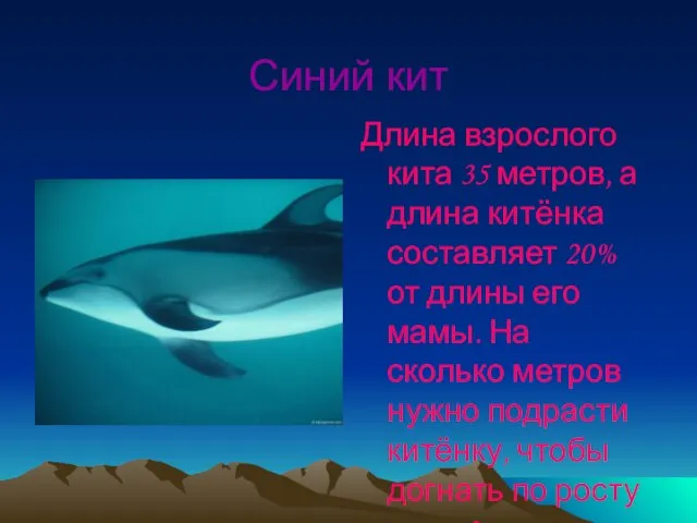 Синий кит Длина взрослого кита 35 метров, а длина китёнка составляет 20%