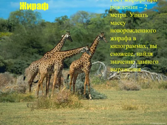 Жираф Рост жирафа при рождении – 2 метра. Узнать массу новорожденного жирафа