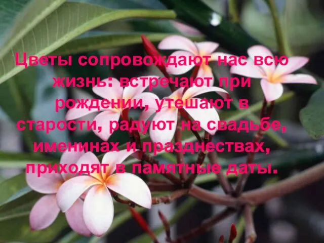 Цветы сопровождают нас всю жизнь: встречают при рождении, утешают в старости, радуют