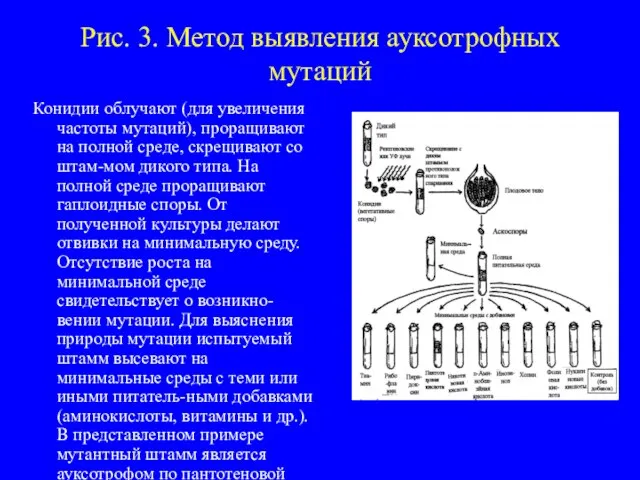 Рис. 3. Метод выявления ауксотрофных мутаций Конидии облучают (для увеличения частоты мутаций),