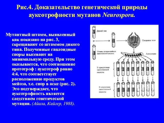 Рис.4. Доказательство генетической природы ауксотрофности мутанов Neurospora. Мутантный штамм, выявленный как показано