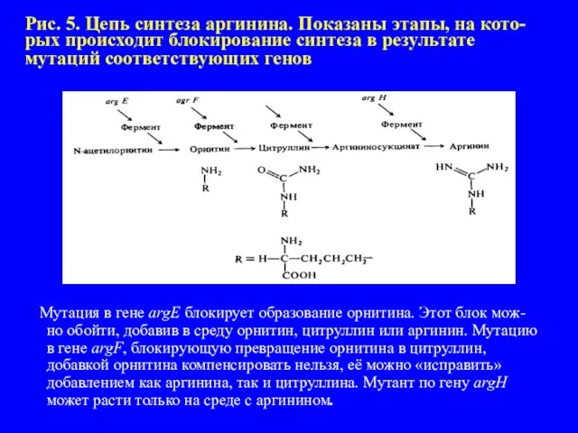 Рис. 5. Цепь синтеза аргинина. Показаны этапы, на кото-рых происходит блокирование синтеза