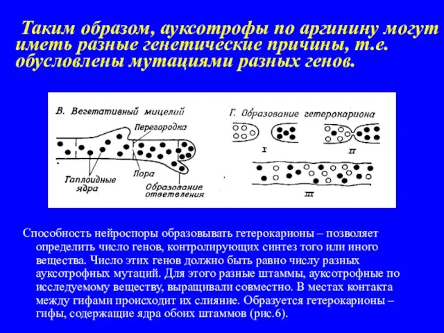 Таким образом, ауксотрофы по аргинину могут иметь разные генетические причины, т.е. обусловлены