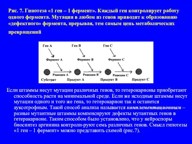 Рис. 7. Гипотеза «1 ген – 1 фермент». Каждый ген контролирует работу