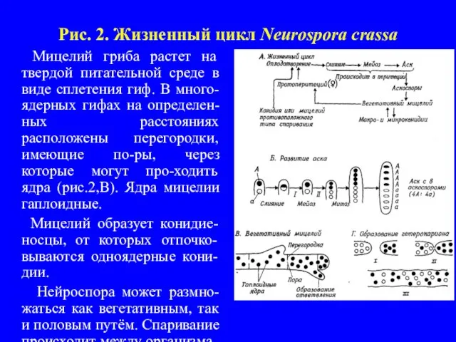 Рис. 2. Жизненный цикл Neurosроra crassa Мицелий гриба растет на твердой питательной