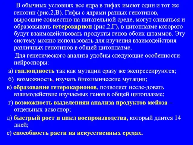 В обычных условиях все ядра в гифах имеют один и тот же