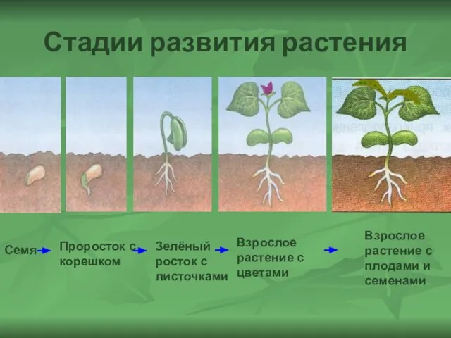 Стадии развития растения Семя Проросток с корешком Зелёный росток с листочками Взрослое