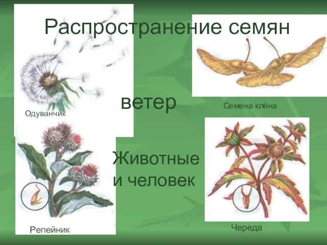 Животные и человек Распространение семян Одуванчик Семена клёна Репейник Череда ветер