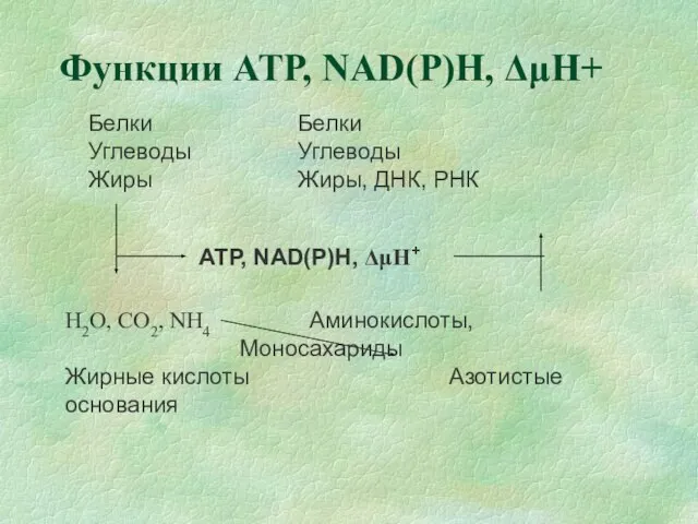 Функции АТР, NAD(P)H, ΔμH+ Белки Белки Углеводы Углеводы Жиры Жиры, ДНК, РНК