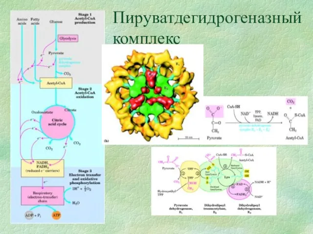 Пируватдегидрогеназный комплекс