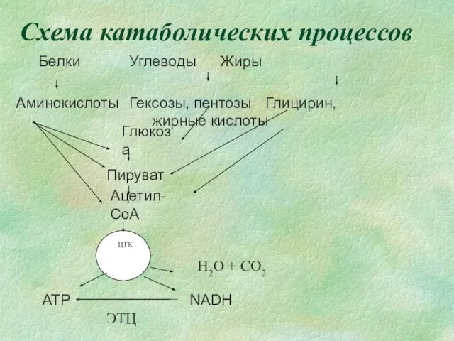 Cхема катаболических процессов ЦТК Белки Углеводы Жиры Аминокислоты Гексозы, пентозы Глицирин, жирные