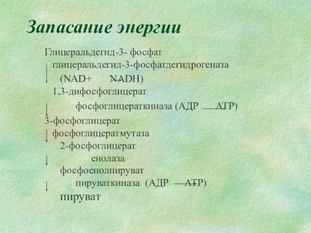 Запасание энергии Глицеральдегид-3- фосфат глицеральдегид-3-фосфатдегидрогеназа (NAD+ NADH) 1,3-дифосфоглицерат фосфоглицераткиназа (АДР АТР) 3-фосфоглицерат