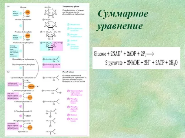 Суммарное уравнение