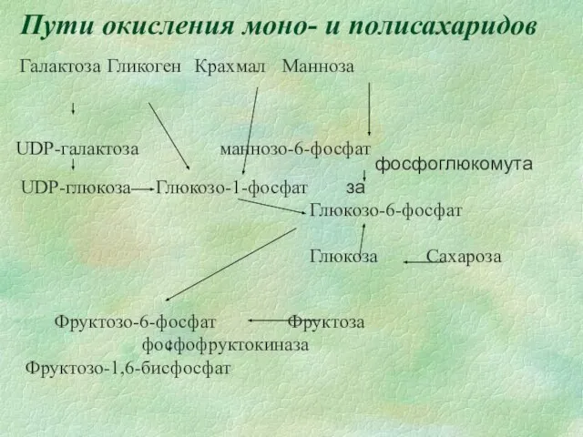 Пути окисления моно- и полисахаридов Галактоза Гликоген Крахмал Манноза UDP-галактоза маннозо-6-фосфат UDP-глюкоза