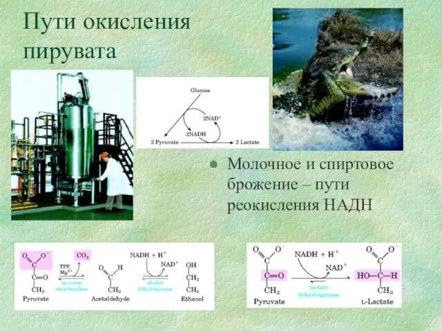 Пути окисления пирувата Молочное и спиртовое брожение – пути реокисления НАДН