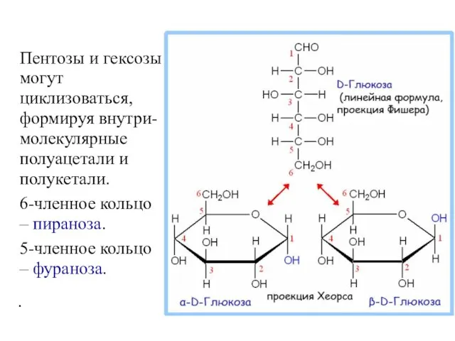 Пентозы и гексозы могут циклизоваться, формируя внутри-молекулярные полуацетали и полукетали. 6-членное кольцо