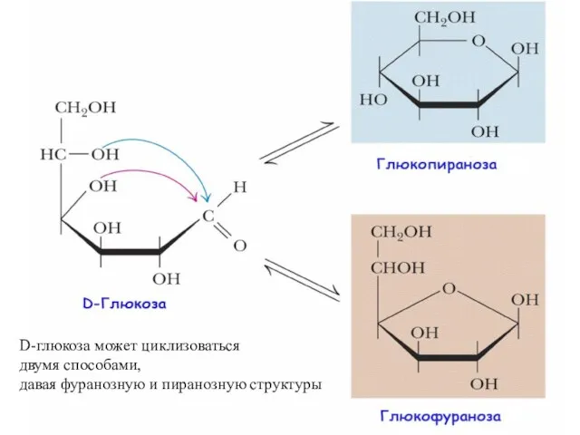 D-глюкоза может циклизоваться двумя способами, давая фуранозную и пиранозную структуры