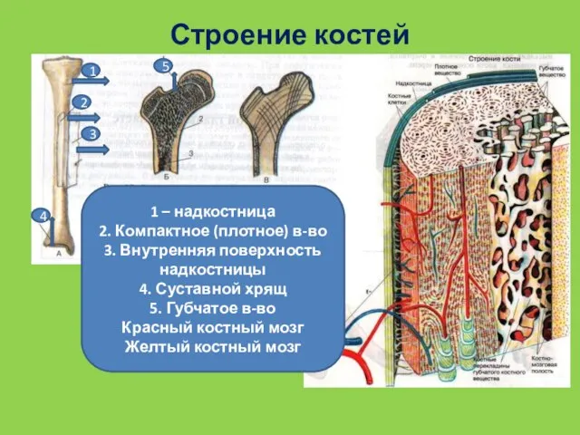 Строение костей 1 – надкостница 2. Компактное (плотное) в-во 3. Внутренняя поверхность