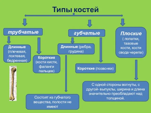 Типы костей трубчатые губчатые Плоские ( лопатки, тазовые кости, кости свода черепа)