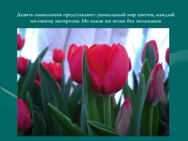 Девять павильонов представляют уникальный мир цветов, каждый по-своему интересен. Но какая же весна без тюльпанов