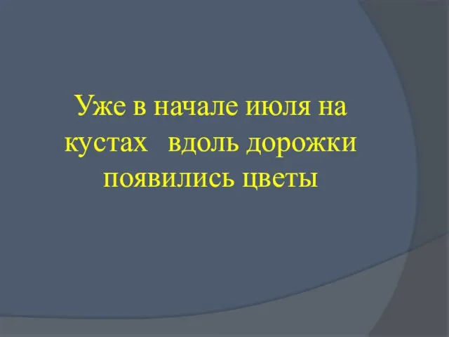 Уже в начале июля на кустах вдоль дорожки появились цветы