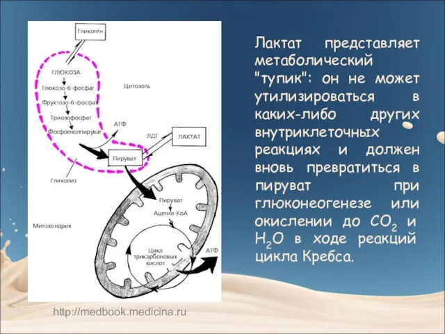 Лактат представляет метаболический "тупик": он не может утилизироваться в каких-либо других внутриклеточных