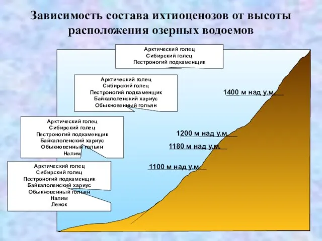 Зависимость состава ихтиоценозов от высоты расположения озерных водоемов