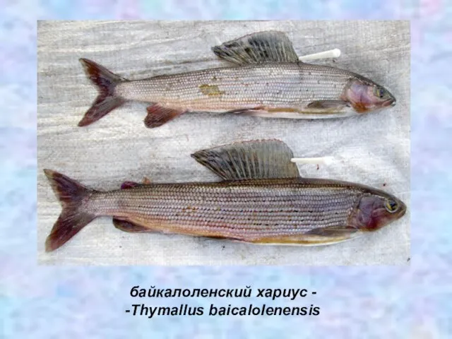 байкалоленский хариус - -Thymallus baicalolenensis