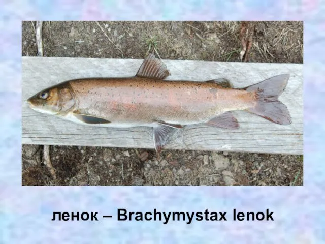 ленок – Brachymystax lenok