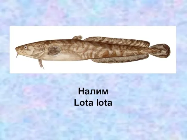 Налим Lota lota