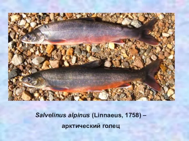 Salvelinus alpinus (Linnaeus, 1758) – арктический голец