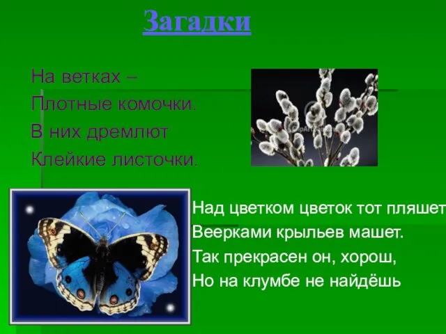 Загадки На ветках – Плотные комочки. В них дремлют Клейкие листочки. Над