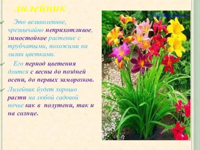 лилейник Это великолепное, чрезвычайно неприхотливое, зимостойкое растение с трубчатыми, похожими на лилии