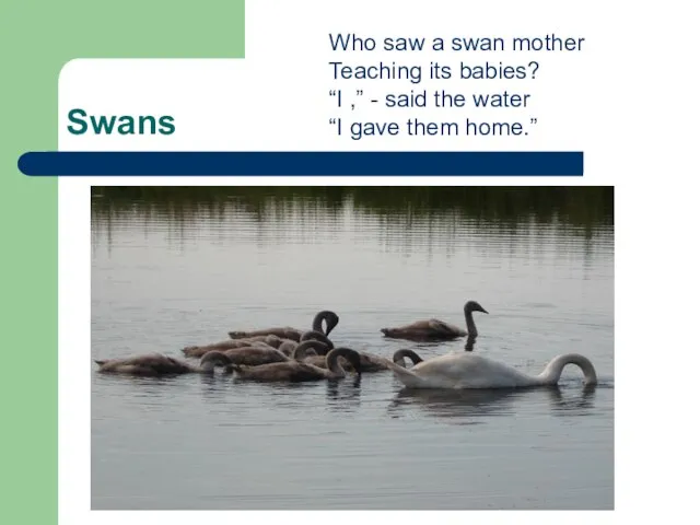 Swans Who saw a swan mother Teaching its babies? “I ,” -