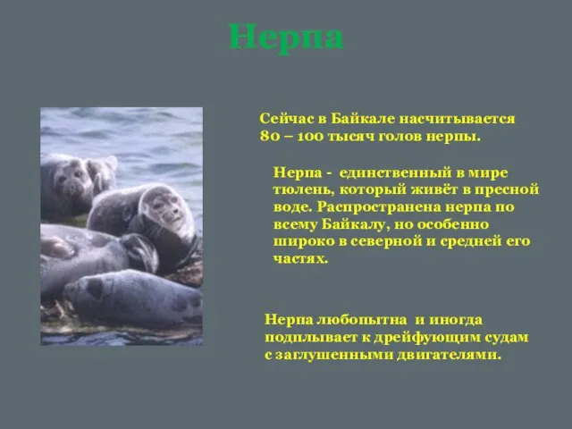 Нерпа Сейчас в Байкале насчитывается 80 – 100 тысяч голов нерпы. Нерпа
