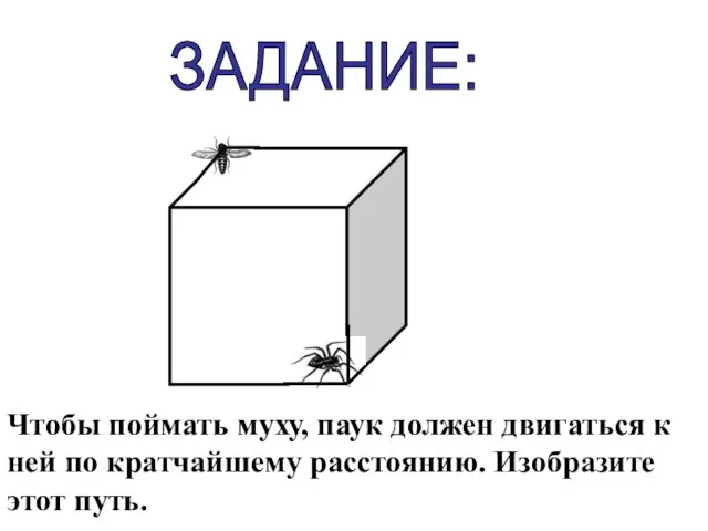 ЗАДАНИЕ: Чтобы поймать муху, паук должен двигаться к ней по кратчайшему расстоянию. Изобразите этот путь.