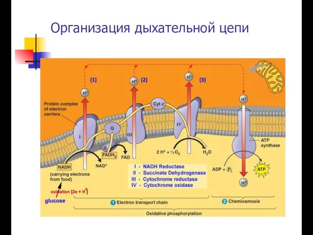 Организация дыхательной цепи