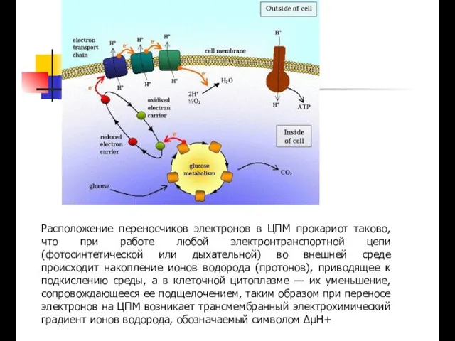 Расположение переносчиков электронов в ЦПМ прокариот таково, что при работе любой электронтранспортной