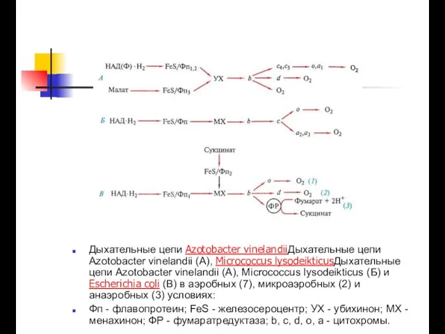 Дыхательные цепи Azotobacter vinelandiiДыхательные цепи Azotobacter vinelandii (A), Micrococcus lysodeikticusДыхательные цепи Azotobacter