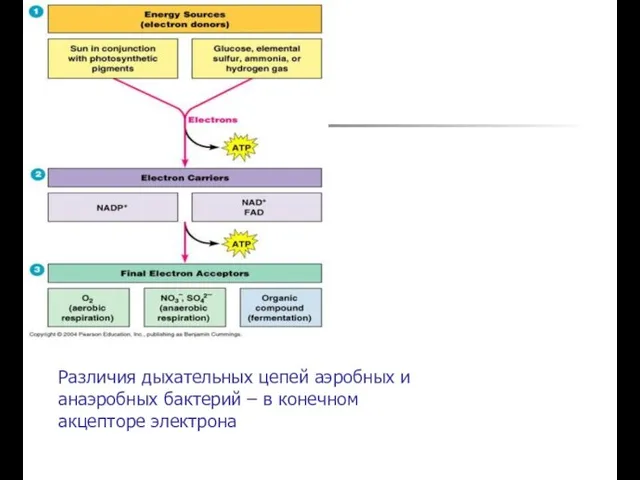 Различия дыхательных цепей аэробных и анаэробных бактерий – в конечном акцепторе электрона