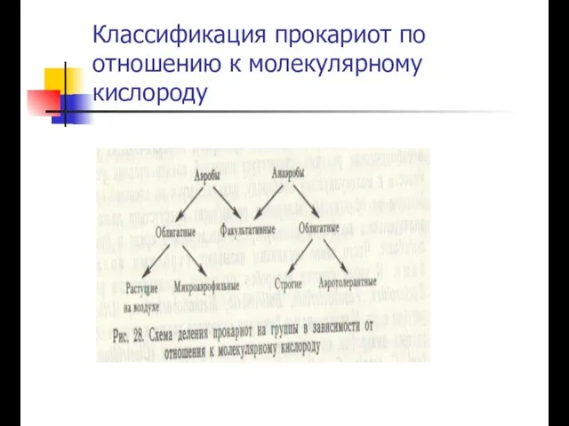 Классификация прокариот по отношению к молекулярному кислороду