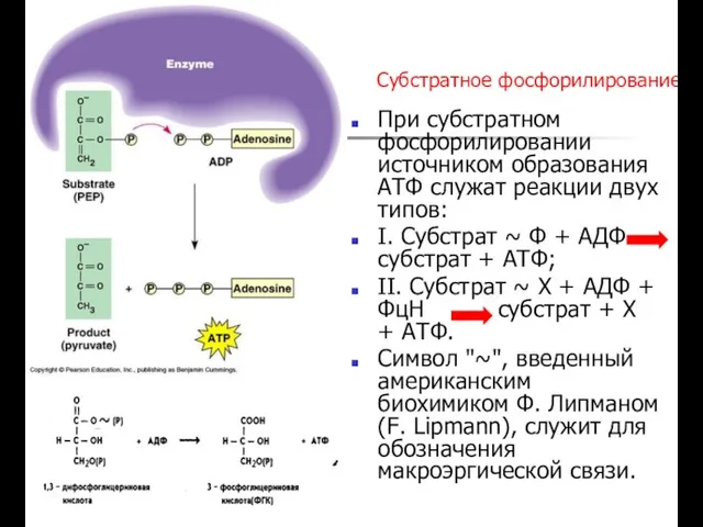 Субстратное фосфорилирование При субстратном фосфорилировании источником образования АТФ служат реакции двух типов: