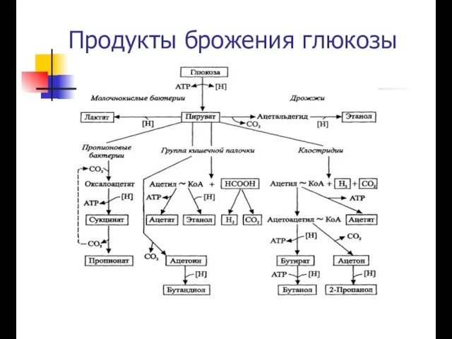 Продукты брожения глюкозы